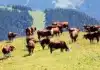 Poland’s Cattle Population Falls to Its Lowest Level Since 2016 Poland’s Cattle Population Falls to 6.14 Million