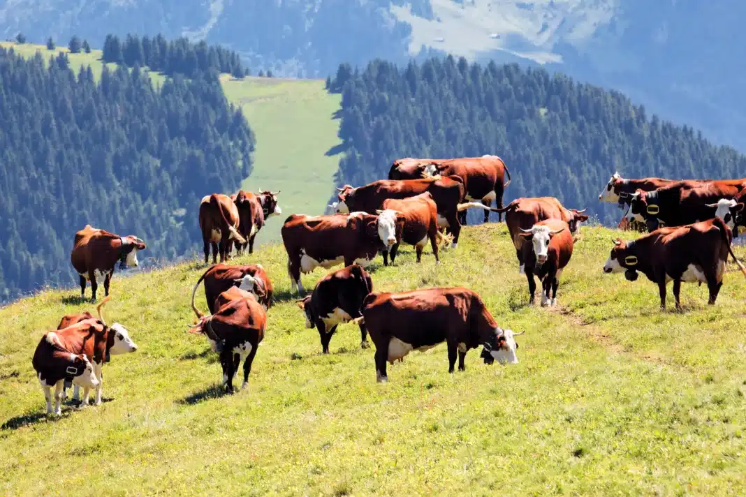 Poland’s Cattle Population Falls to 6.14 Million