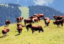 Poland’s Cattle Population Falls to 6.14 Million
