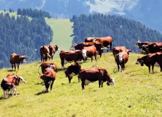 Poland’s Cattle Population Falls to Its Lowest Level Since 2016 Poland’s Cattle Population Falls to 6.14 Million