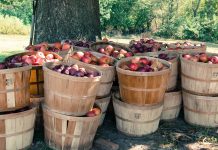 sadownictwo jabłka