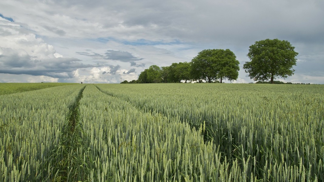 wheat-175960_1280
