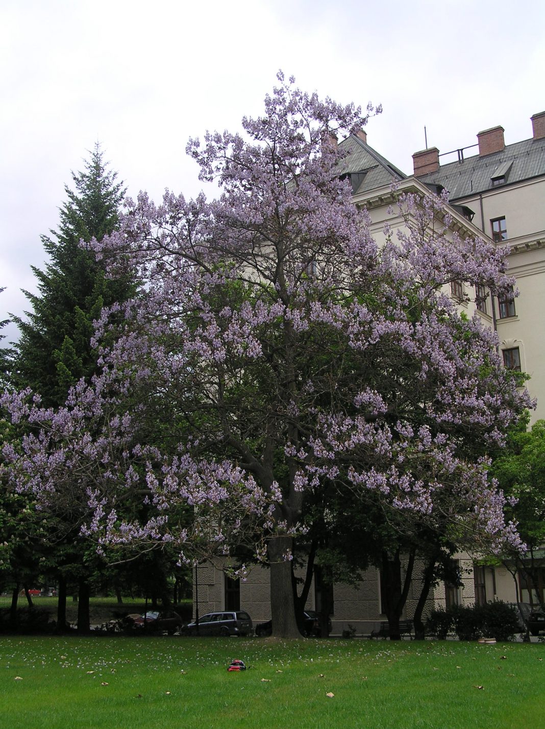 Paulownia