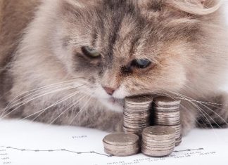 Kot jako środek trwały, czyli pięć nietypowych kosztów firmowych_min