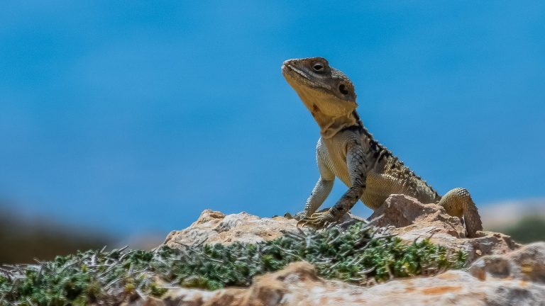 Wywiady zachodnie szpiegowały irański program nuklearny przy pomocy jaszczurek?