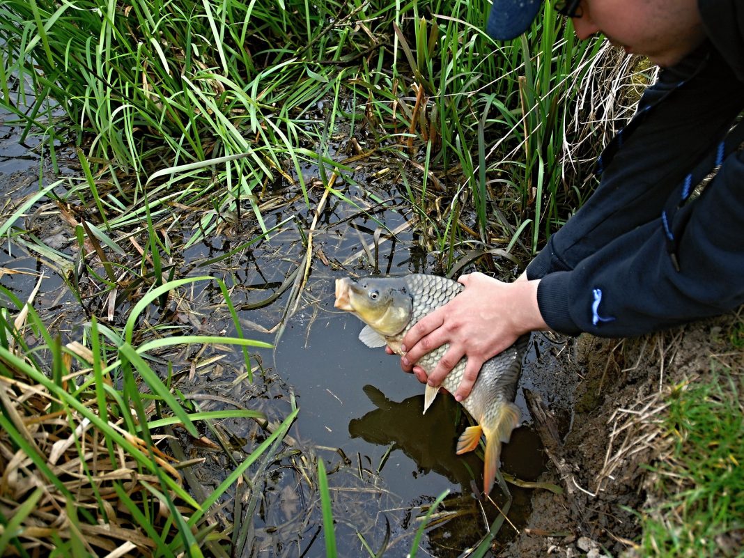 karp wędkarstwo