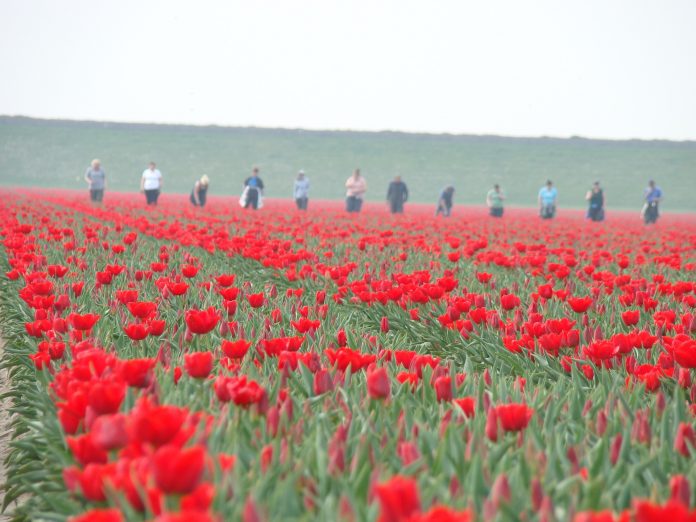 Holandia tulipany