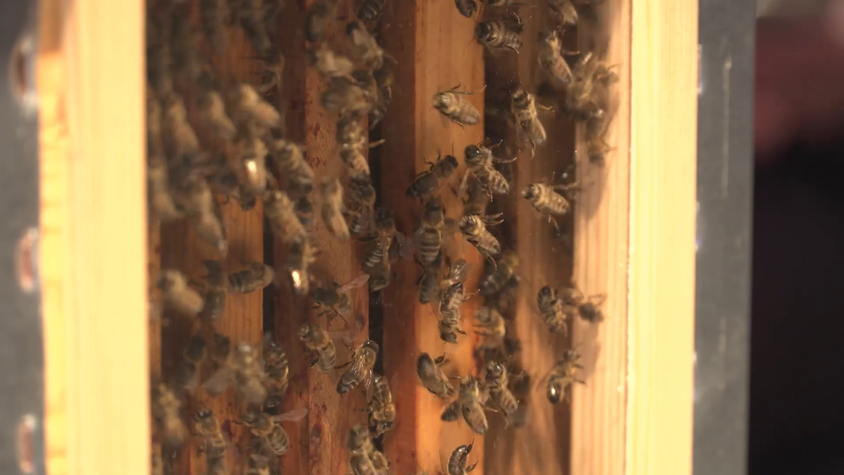 Innowacyjne technologie pomogą uratować pszczoły. Będą monitorować ule i stan zdrowia owadów, zapobiegną też kradzieżom i usprawnią hodowle 4