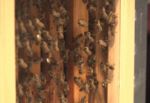 Innowacyjne technologie pomogą uratować pszczoły. Będą monitorować ule i stan zdrowia owadów, zapobiegną też kradzieżom i usprawnią hodowle