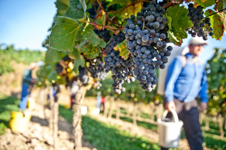 Pracownicy sezonowi w Polsce to głównie cudzoziemcy. Polacy wolą jechać za granicę