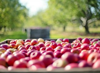 jabłka sad rolnictwo