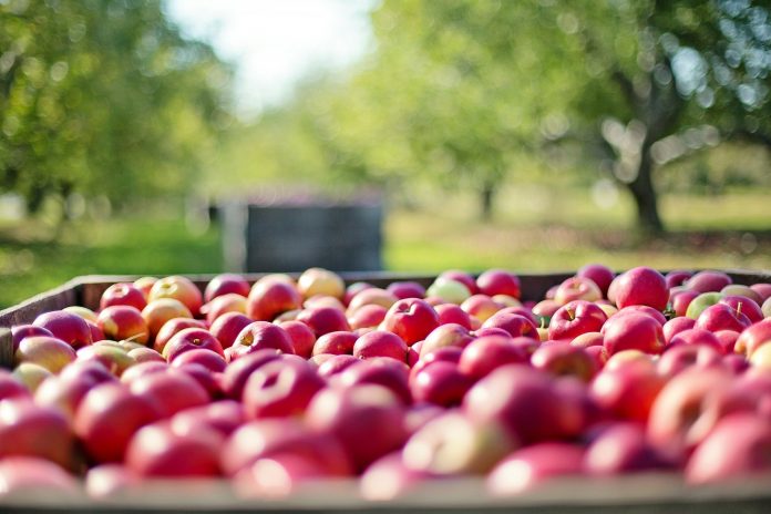 jabłka sad rolnictwo