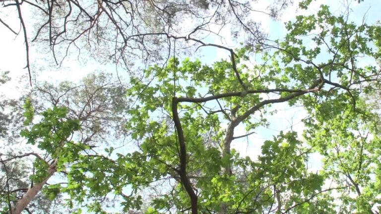 Biznes zamierza walczyć ze zmianami klimatu nawet w trakcie pandemii. Na odwrócenie negatywnych tendencji mamy tylko 12 lat