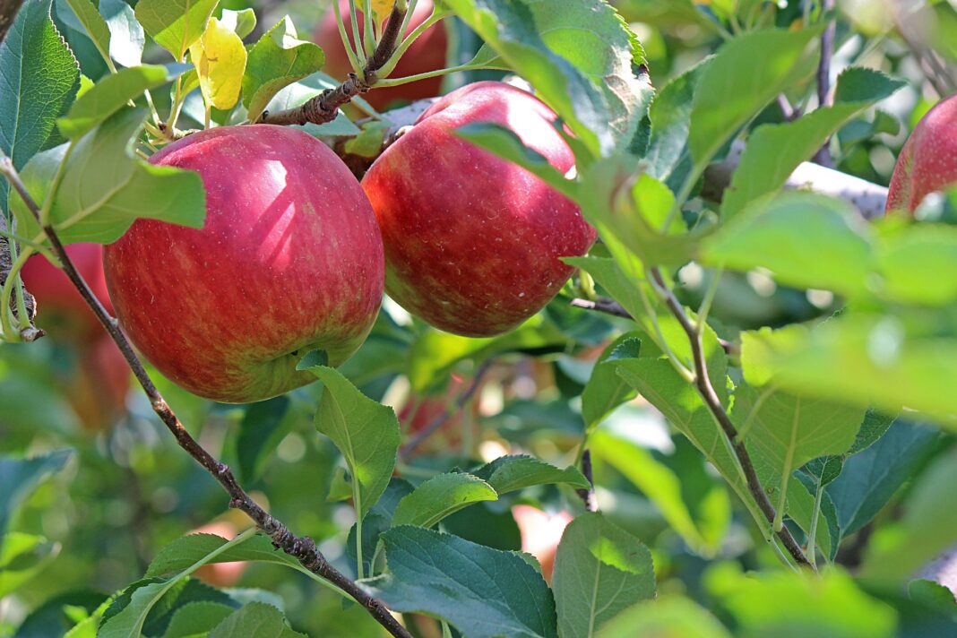 Jabłoń