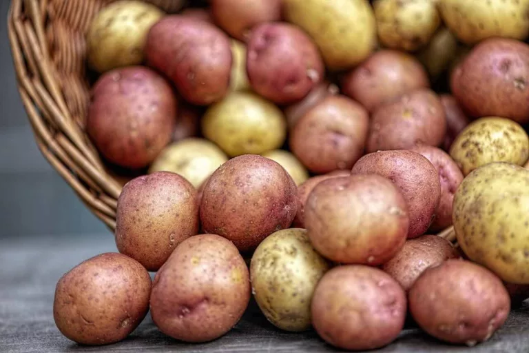Naukowcy z Siedlec pracują nad ziemniakiem, który może stać się polskim superfoods